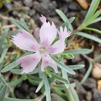 Dianthus lumnitzeri